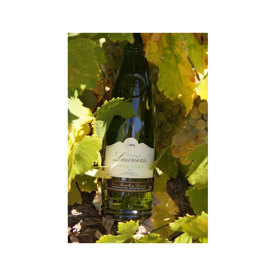 Cépage Picpoul de Pinet