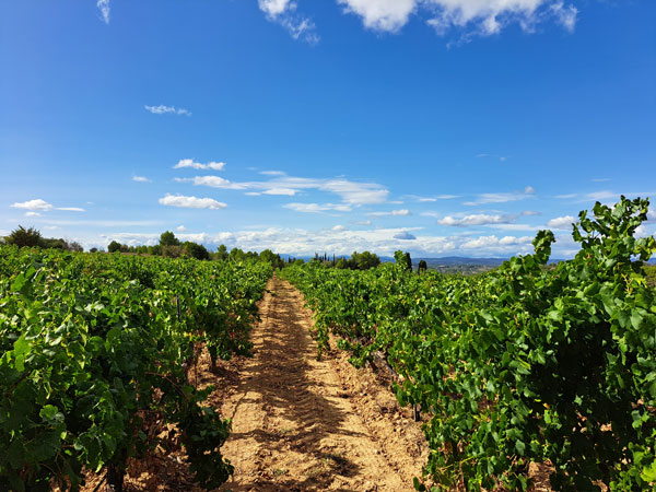 Les terres rouges  Permettent de vous offrir des vins aux saveurs de fruits exotiques