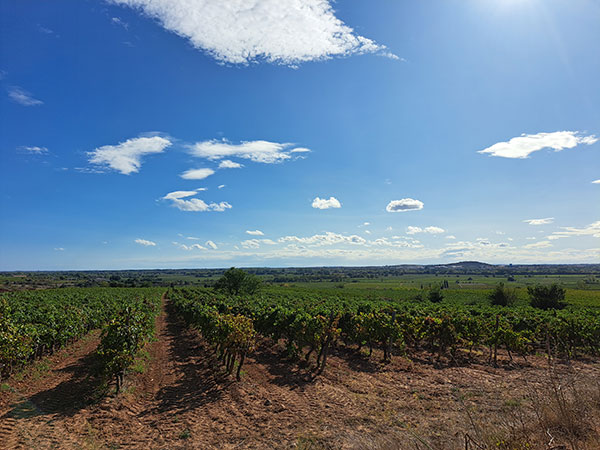 Les marnes sols plus frais et humides et valorisent nos Viogniers