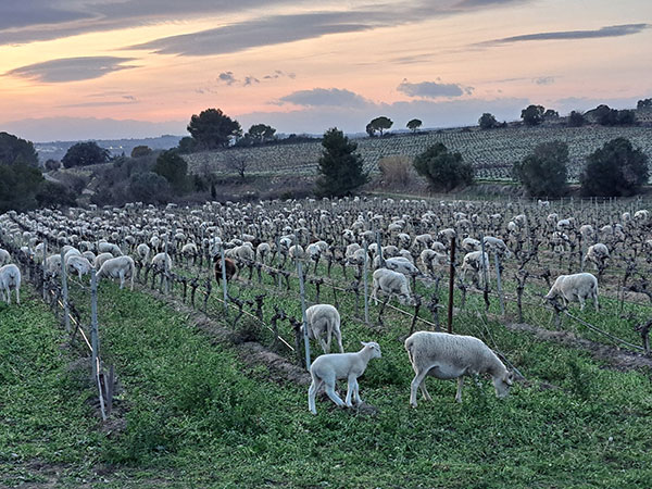 Terroir Argilo Calcaire