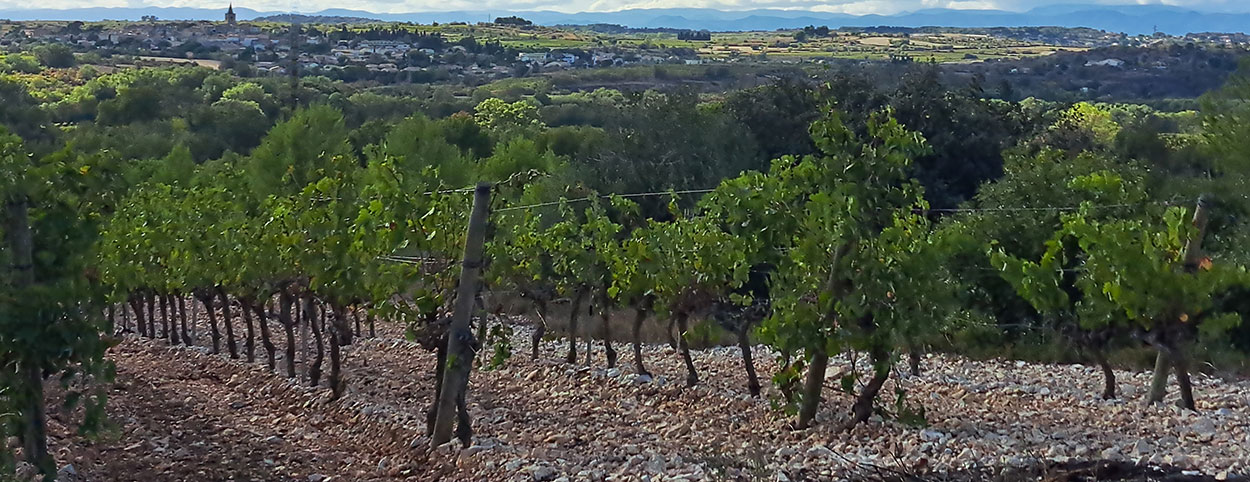 Le terroir du Domaine des Lauriers sublime nos Picpoul