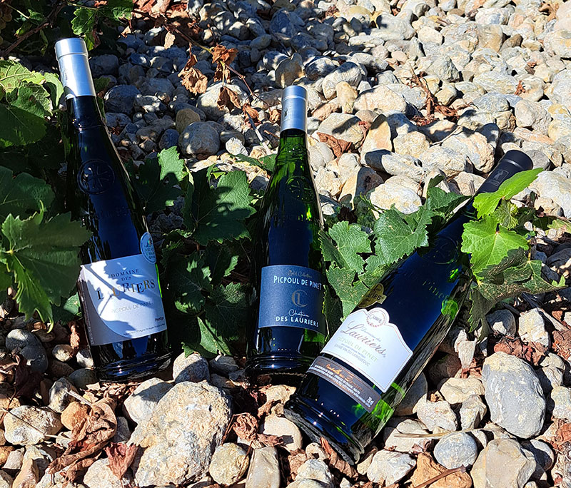 Domaine des Lauriers, un Picpoul de Pinet d'exception