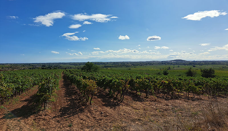 Des vins d'exceptions nés sur un terroir classé AOP et IGP,